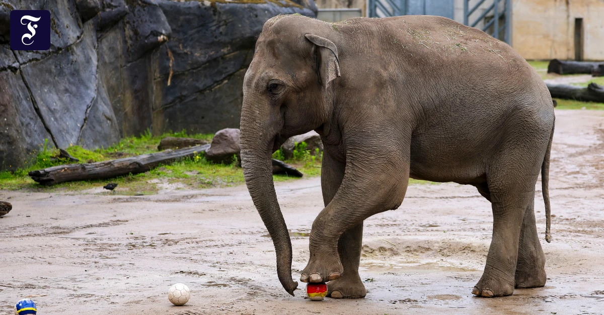 WM-Orakel: Elefant tippt auf Deutschland gegen Elfenbeinküste