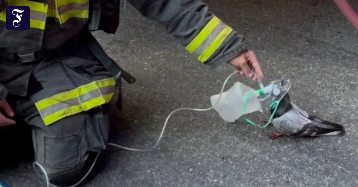 Oakland firefighters provide pigeon with oxygen
