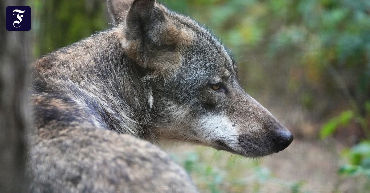 Rheingau-R-tsel-um-ein-Wolfsrudel