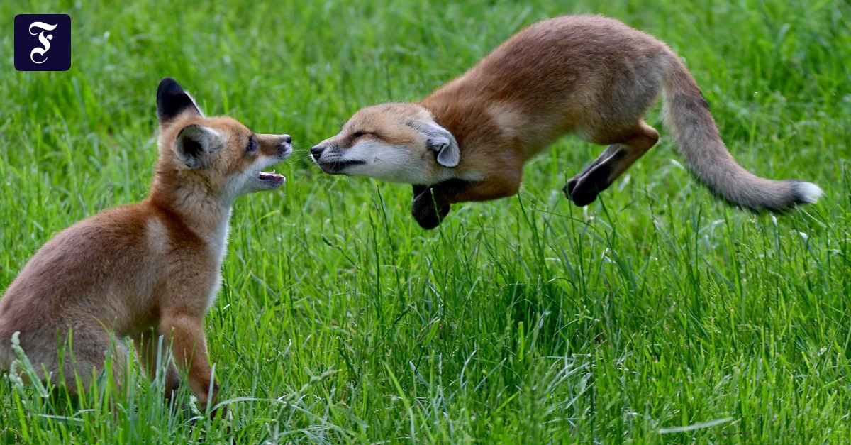 Kolumne-Zur-ck-zur-Natur-Zehn-Blicke-in-verborgene-Welten