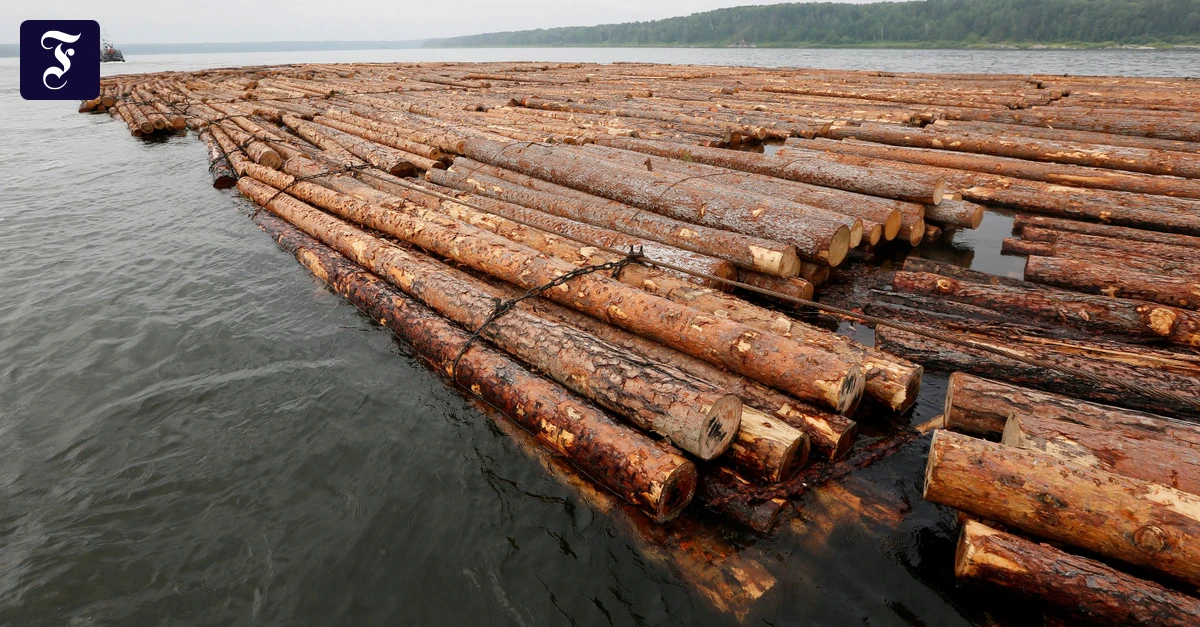 Botanik-Kolumne-B-ume-versenken-f-rs-Klima