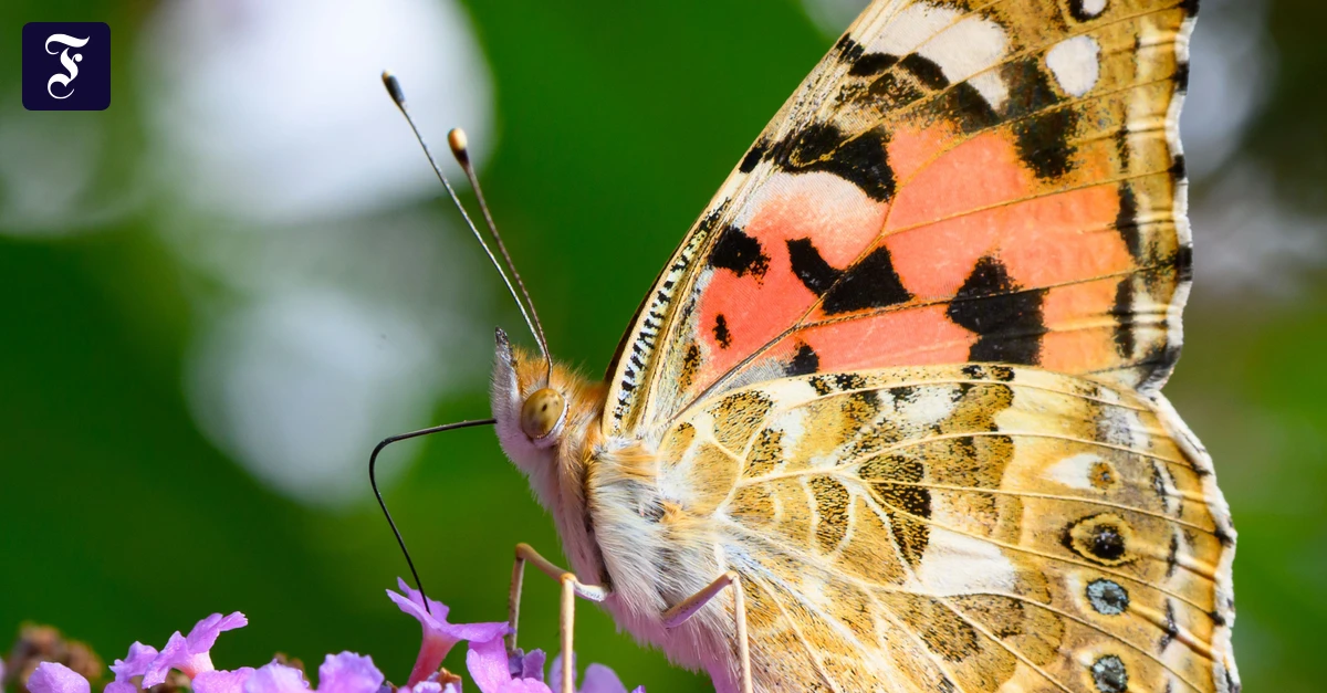 Natur als Finanzrisiko: Investoren erwarten von Konzernen Naturverständnis