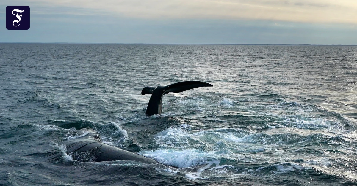 Laut UN-Umweltprogramm: Zehntel der Ozeane steht nun unter Schutz