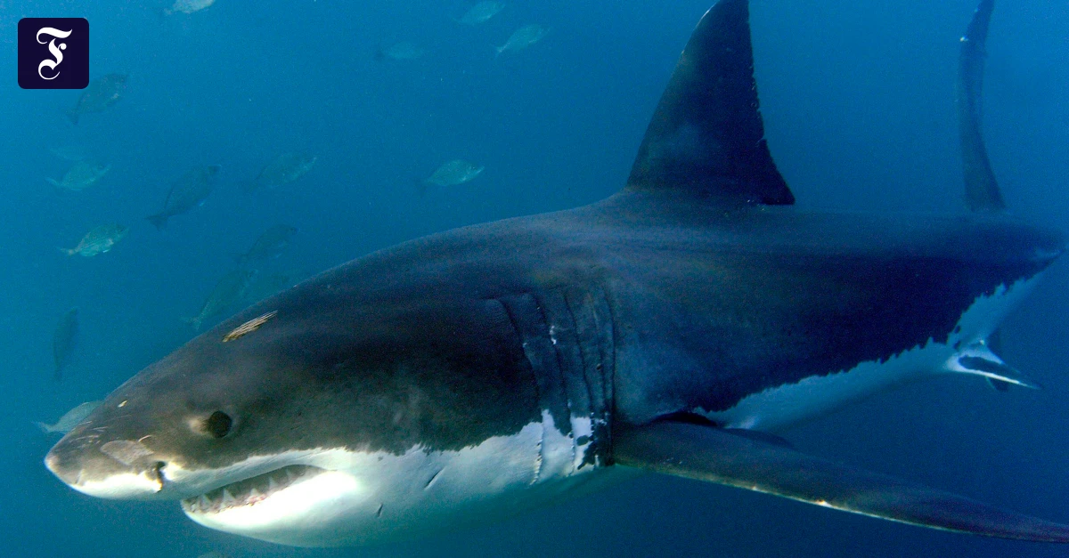 Australien-Frau-stirbt-bei-Haiangriff-Mann-schwer-verletzt