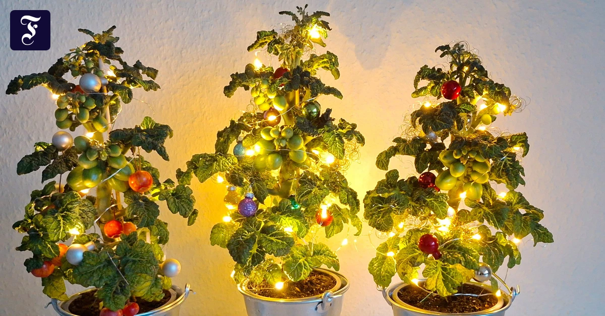 NeuZüchtung: Weihnachtsbaum zum Essen