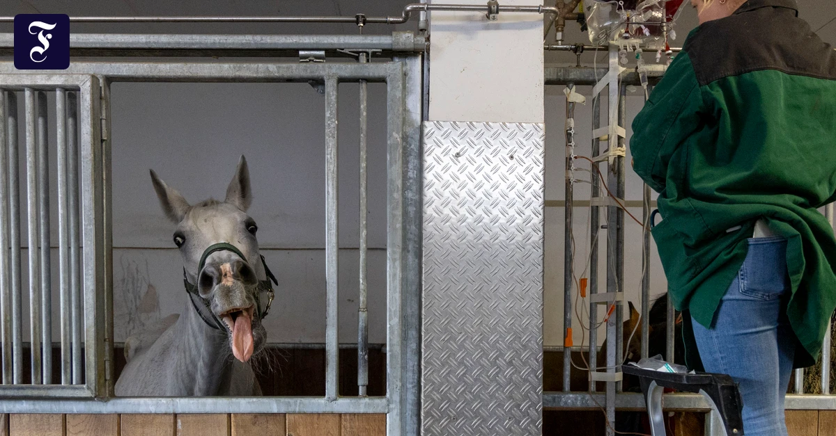 Spardruck auf Veterinäre: Ein Herz für Tierärzte