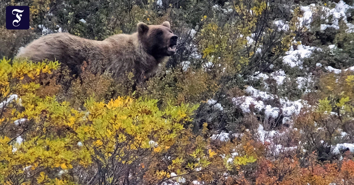 Kanada-Grizzlyb-r-greift-Grundschulklasse-an