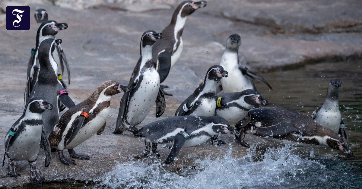Penguins at Frankfurt Zoo: Showmaster in the water