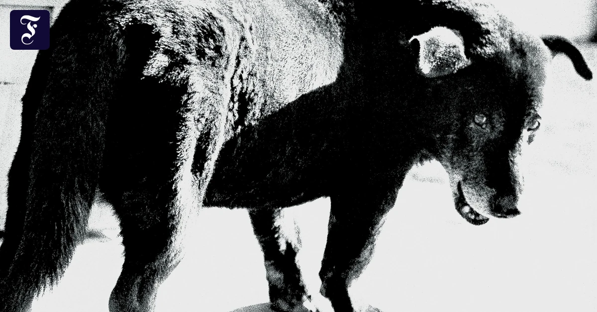 Grosse Fotografie-Ausstellung: Wie bist du bloß auf diesen Hund gekommen?