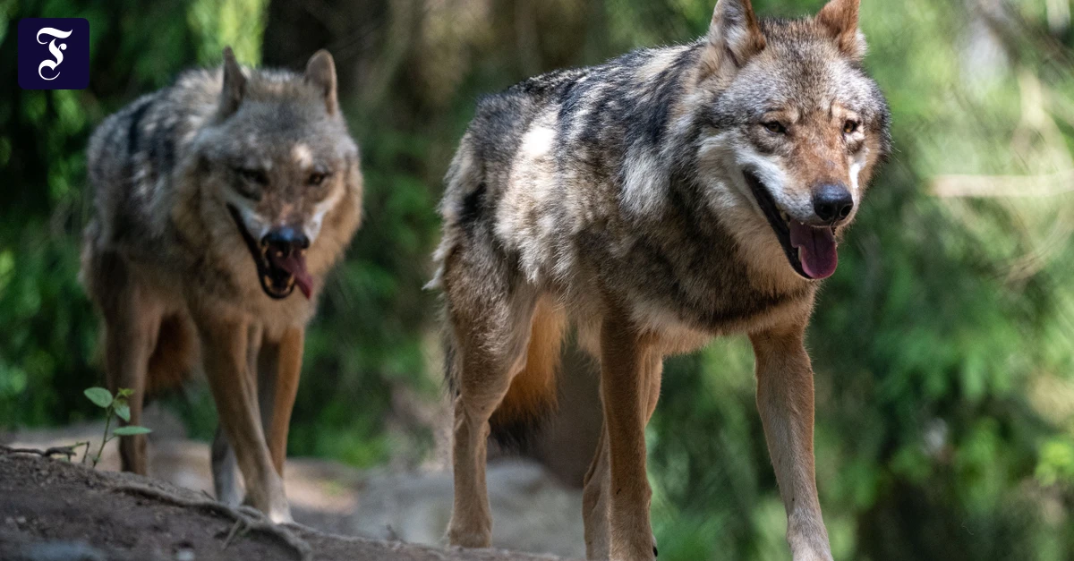 Rhein-Main-Feierabendbriefing: Wölfe im Westerwald dürfen vorerst nicht geschossen werden