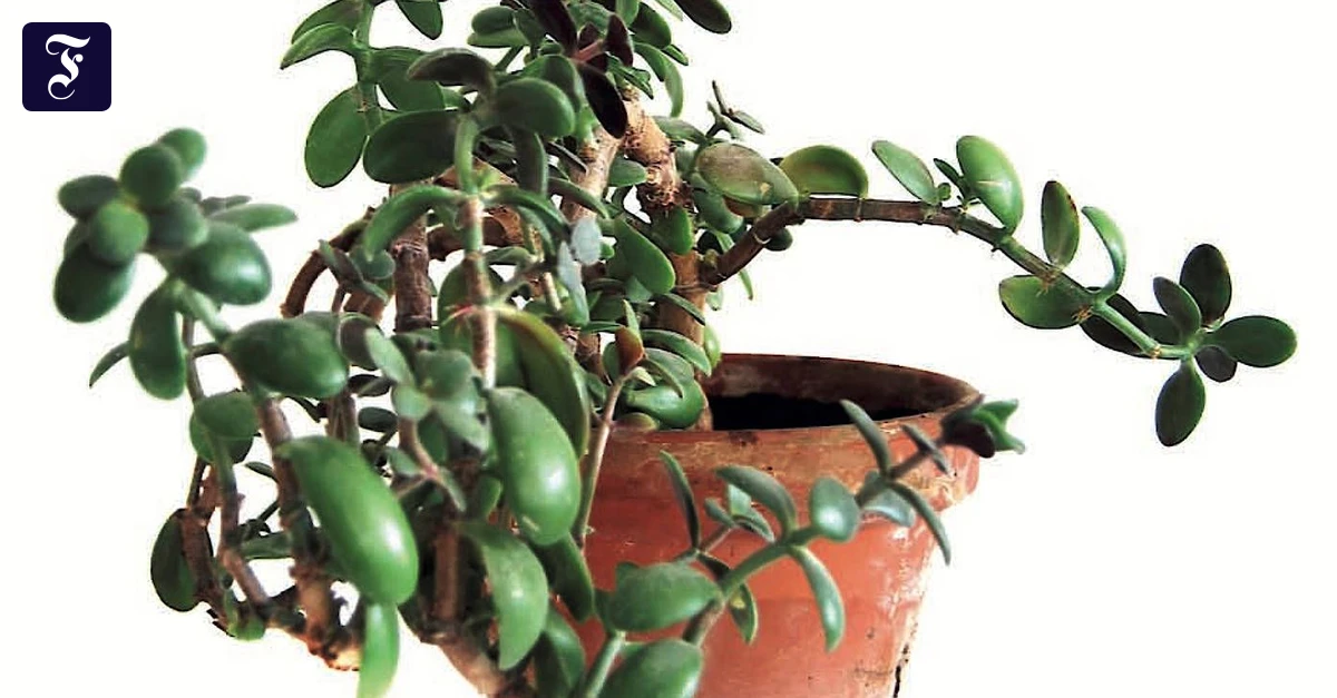 botanoadopt: Die weltweit erste Adoptionsbrse fr Pflanzen | FAZ