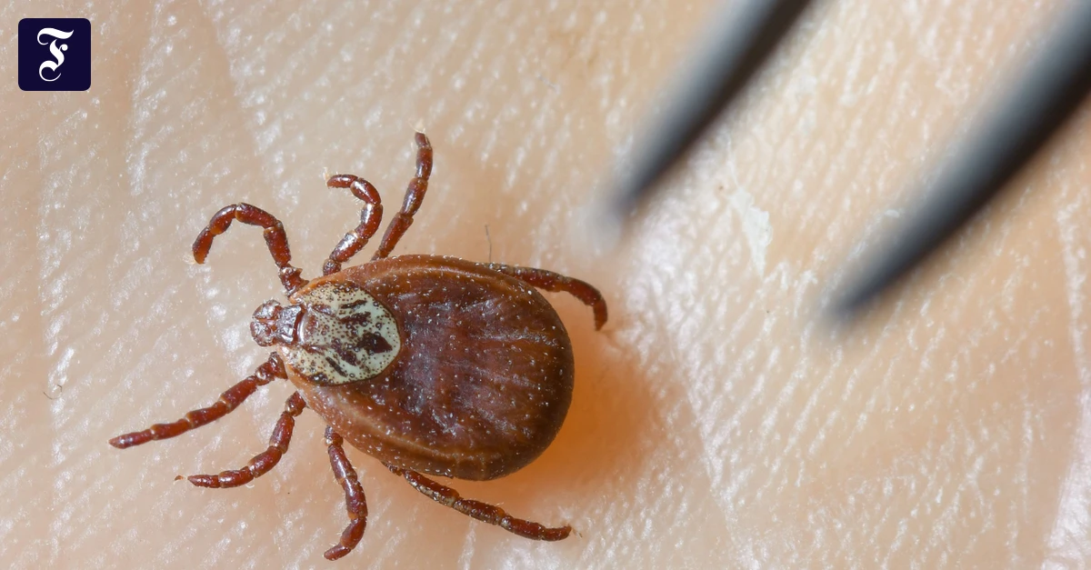 FSME und Borreliose: Zeckensaison in Deutschland geht los