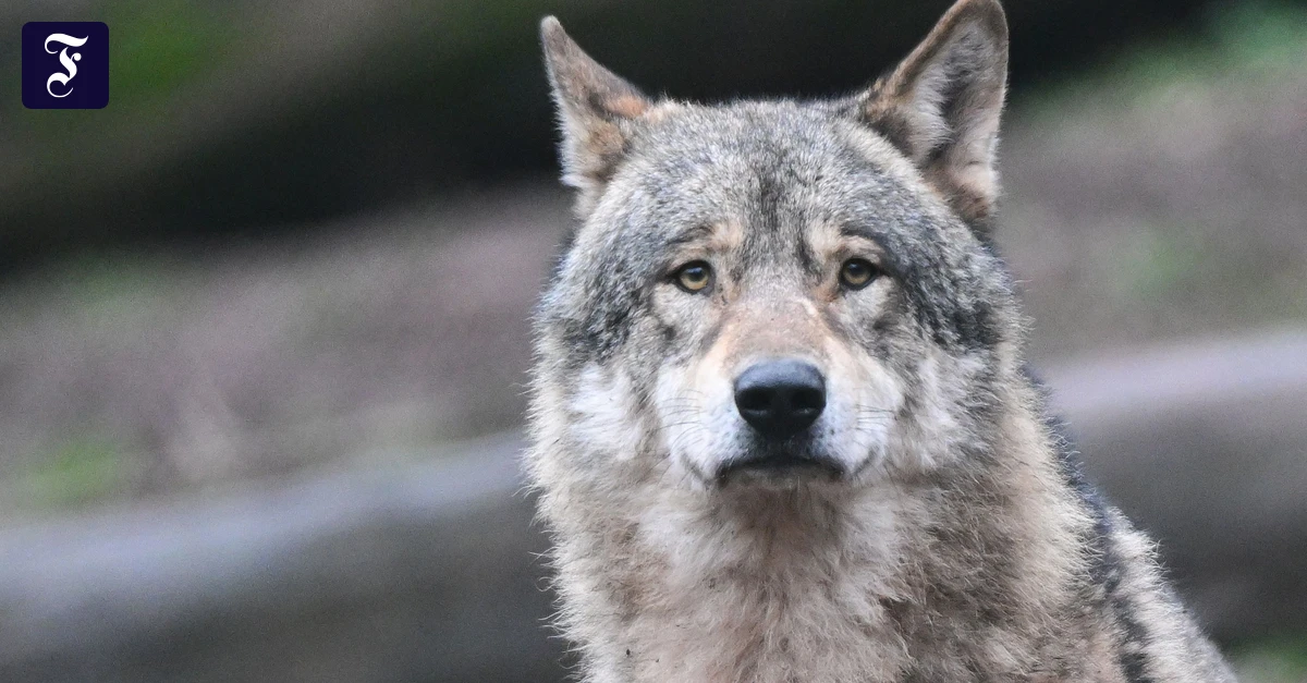 Raubtier im Westerwald: Gericht stoppt vorerst Abschussgenehmigung für Wolf