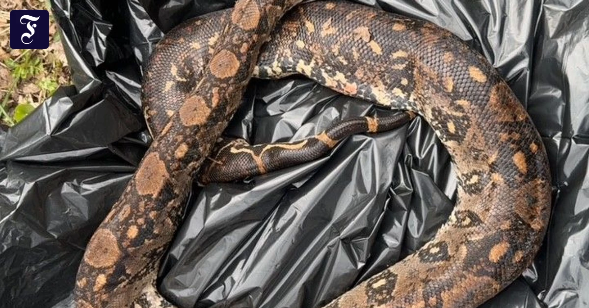 Polizei ermittelt: Spaziergänger entdeckt tote Würgeschlange in der Nidda