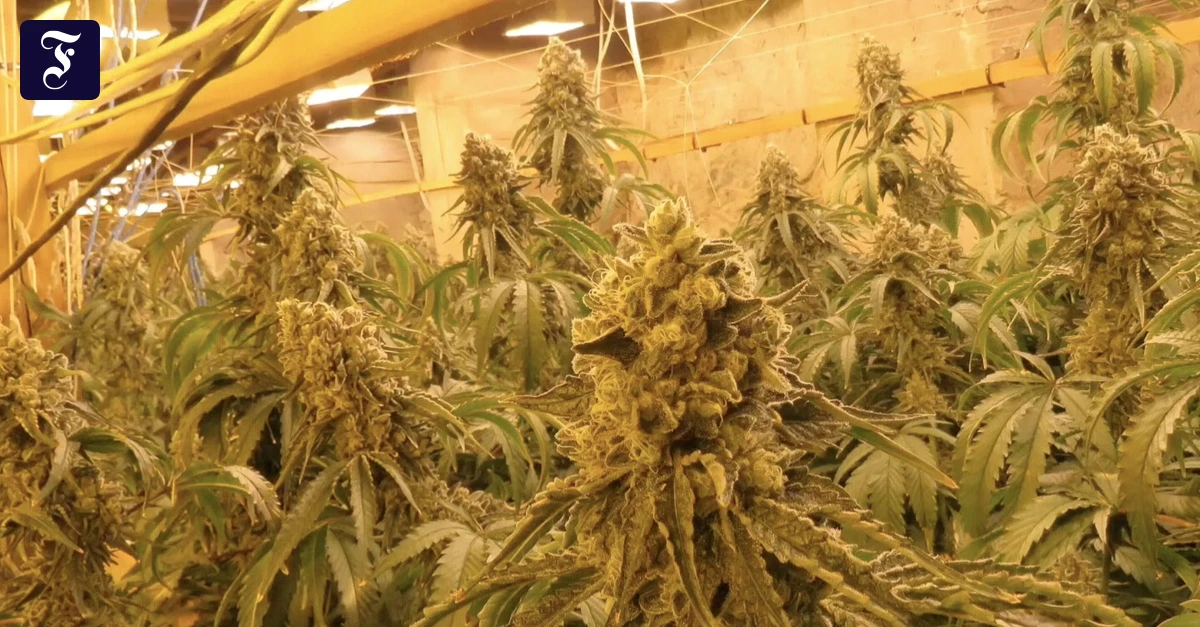 Cannabis-Legalisierung: Eine Kehrtwende ist notwendig