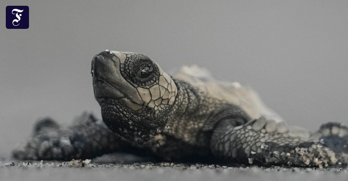 Tierporträt: Wie baut man Rollstühle für Schildkröten?