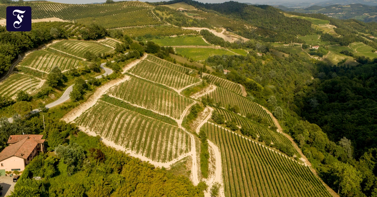 Gaja-Alteni-di-Brassica-Mit-dem-Sauvignon-Blanc-Richtung-Zukunft