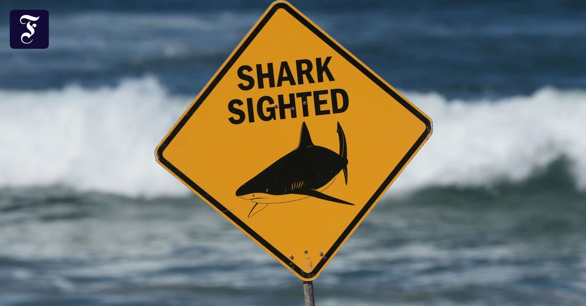 Coogee Beach: Hai-Angriff vor Sydney: Schwimmerin schwer verletzt