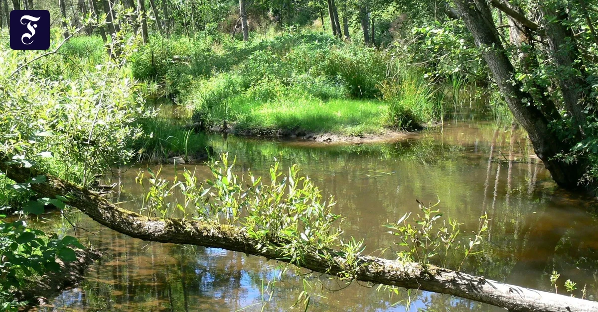 Der Wandertipp: Mangrovenwald im Spessart