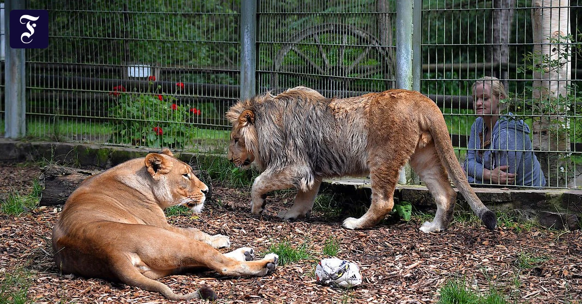 Zoo Raufen Nach vermeintlichem Ausbruch: Raubkatzen können im Eifel-Zoo bleiben | FAZ