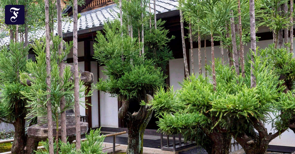 B-ume-in-Japan-Jung-auf-Alt