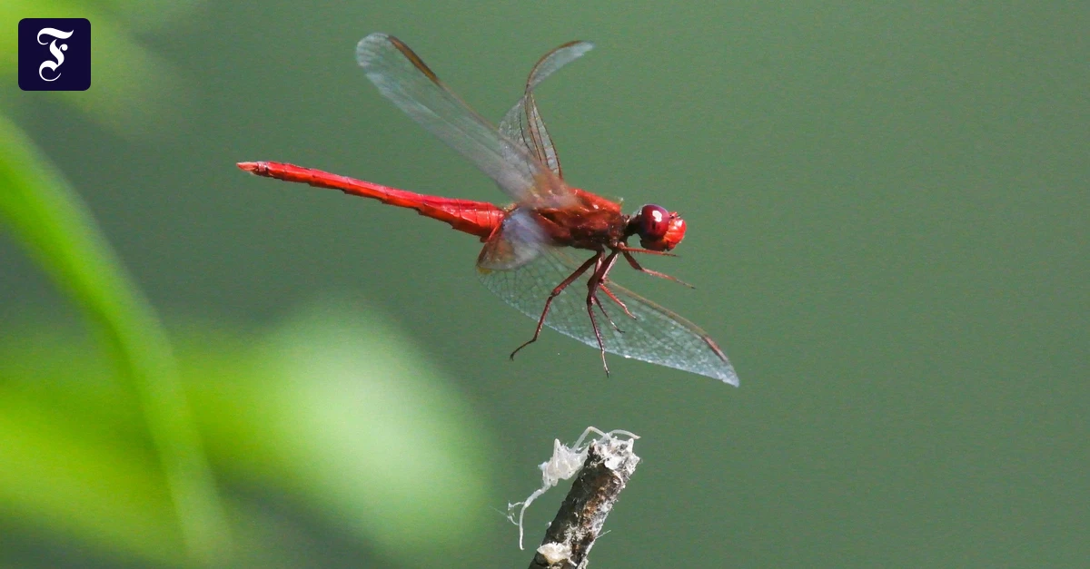Biodiversität: Mit KI im Wettlauf gegen das Verschwinden der Arten