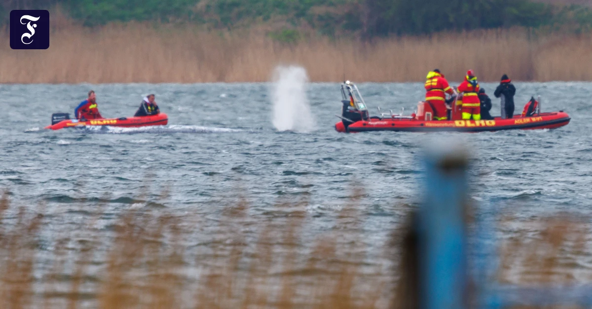 Buckelwal vor Poel: Der Wal schwimmt wieder