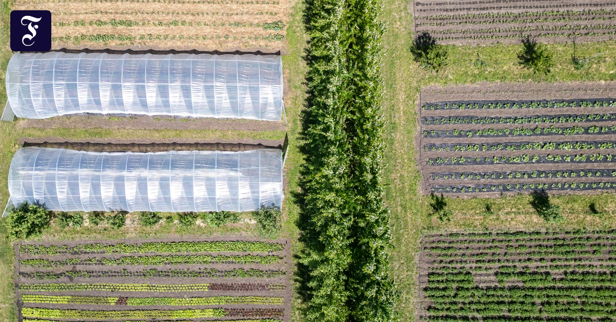 Gr-ne-Gentechnik-Ich-glaube-dass-Wildpflanzen-geschw-cht-werden-