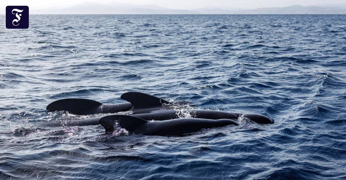 Umweltgifte-Das-PFAS-Verbot-wirkt