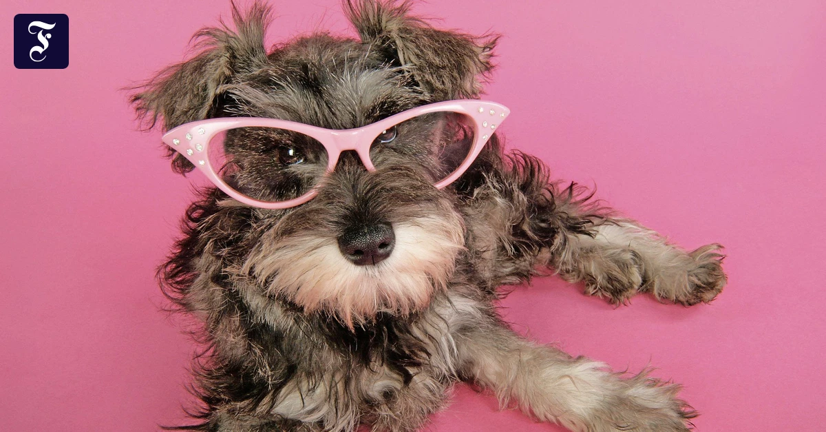 2026-als-neues-2016-Alles-ist-besser-als-das-Jetzt