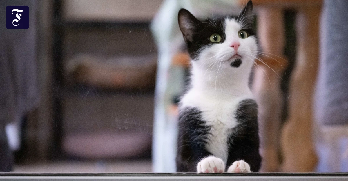 Wien: Gericht verurteilt Mann, der seine Katze per Post verschickt hat