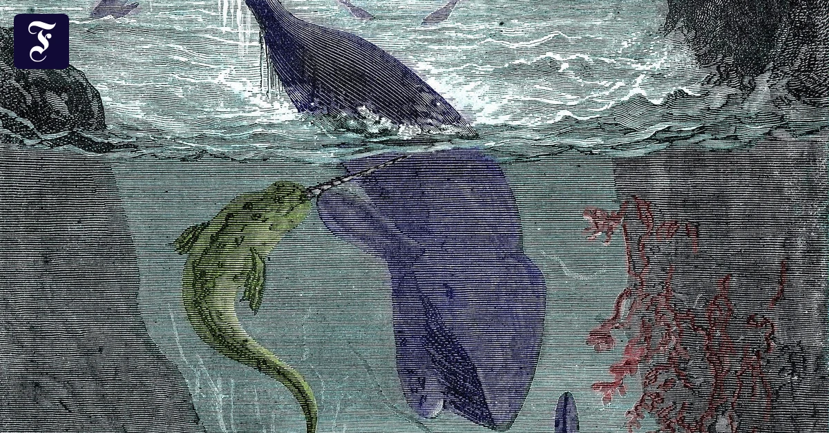 H-bner-liest-Verne-Unendlich-gr-er-und-rascher-als-ein-Walfisch