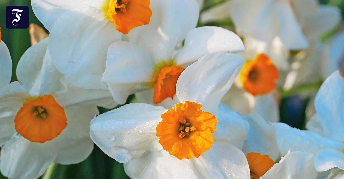Frühling im Garten: Narzissen gibt es nicht nur in Goldgelb