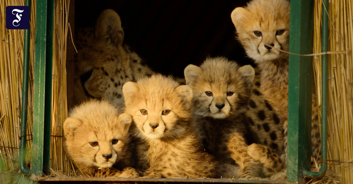 Tierdoku-in-sechs-Teilen-Wie-flauschig-sind-diese-Gepardenbabys