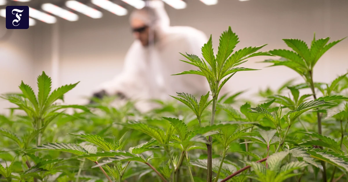 Größter Cannabismarkt: Die Teillegalisierung muss rückgängig gemacht werden