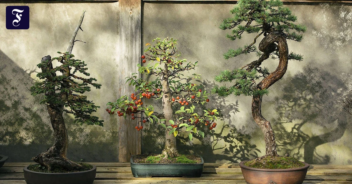 Bonsai liegt im Trend und ist eine bung in Geduld. | FAZ