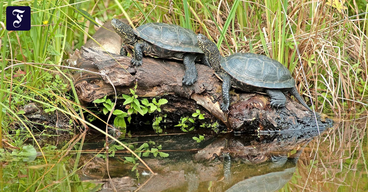 Bedrohte-Sumpfschildkr-ten-K-nnten-W-lfe-sie-diesmal-vor-dem-Aussterben-bewahren-