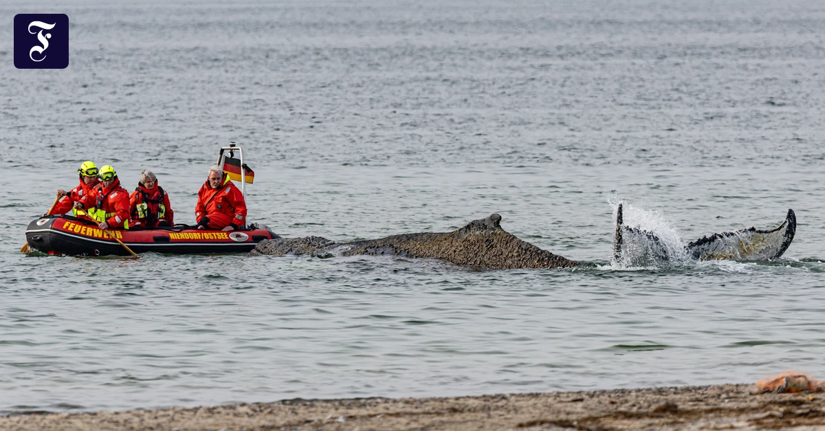 Gestrandeter Wal in der Ostsee: Der Wal röhrt vor Stress