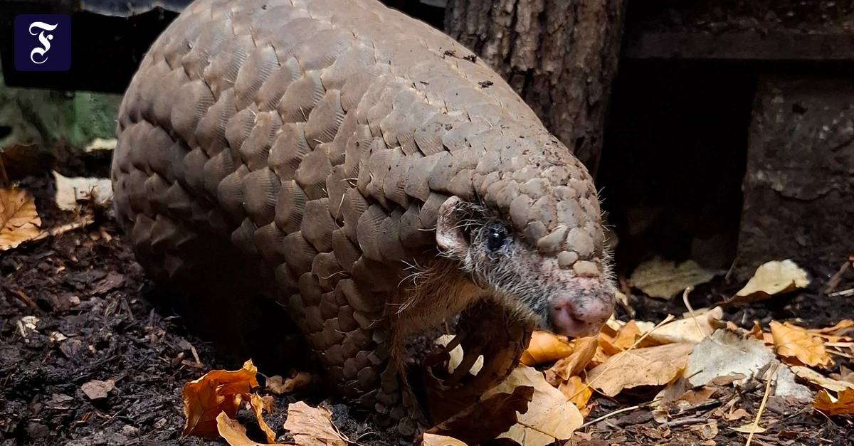 Ohrenschuppentier: Gefährdetes „Fabelwesen“ im Frankfurter Zoo