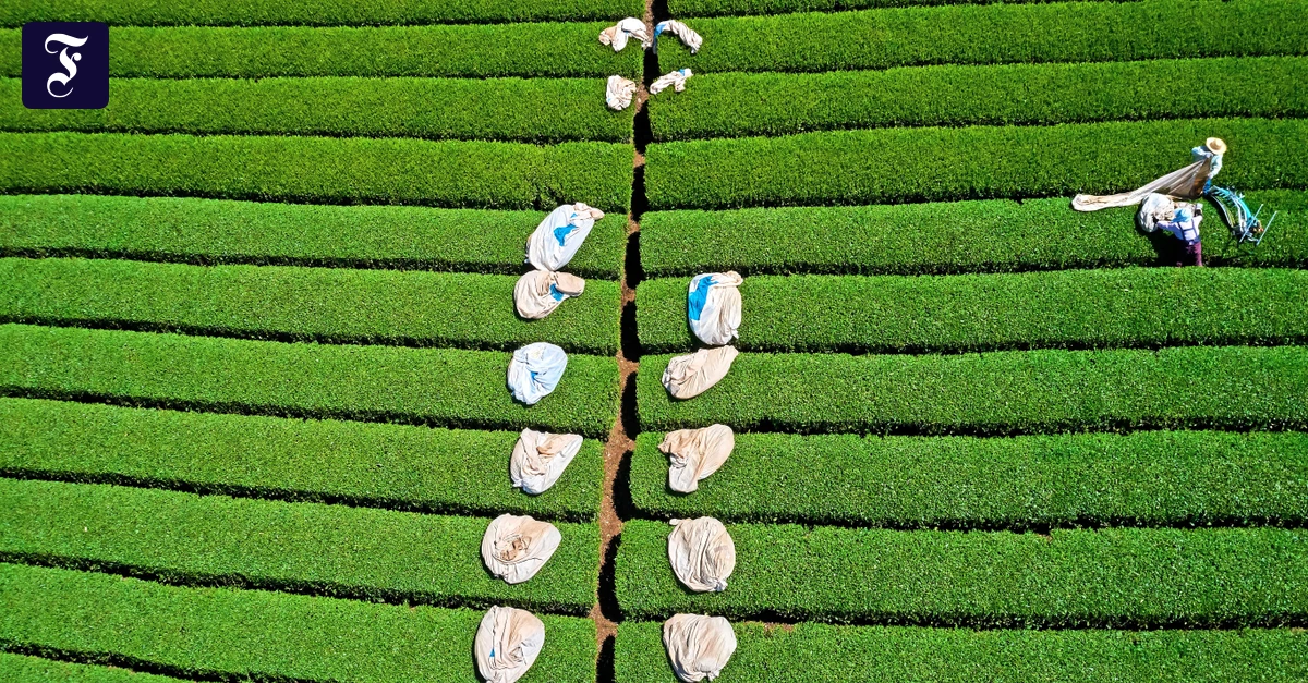 Herkunftsland-des-Kultgetr-nks-Wie-der-Matcha-Boom-Japans-Teebranche-aufmischt