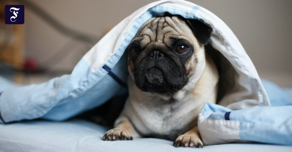 Überleben im Anthropozän: Viele Tiere leiden wie die Hunde