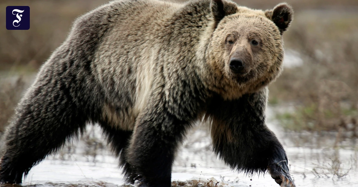 British-Columbia-Grizzlyb-r-greift-Schulgruppe-in-Kanada-an