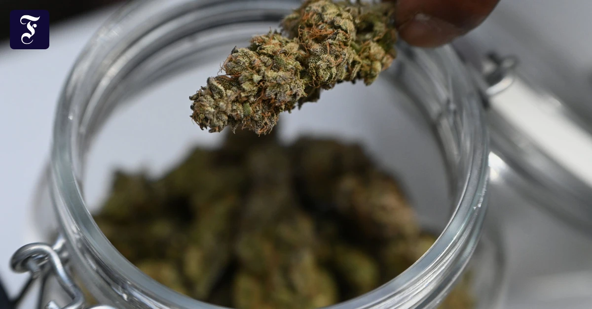 Pilotprojekt zur Prävention: Wiesbaden lässt Cannabis in Klubs testen