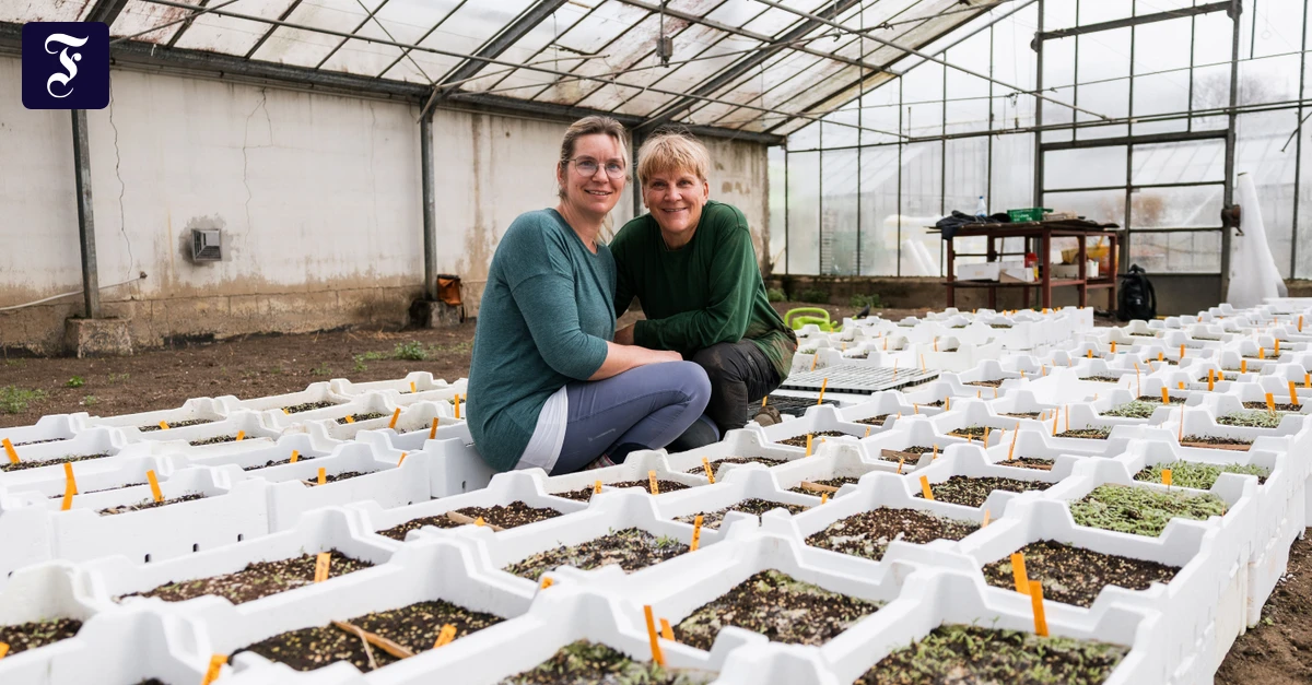 Züchterin in Frankfurt: Drei Fehler, die jeder beim Tomatenanbau macht