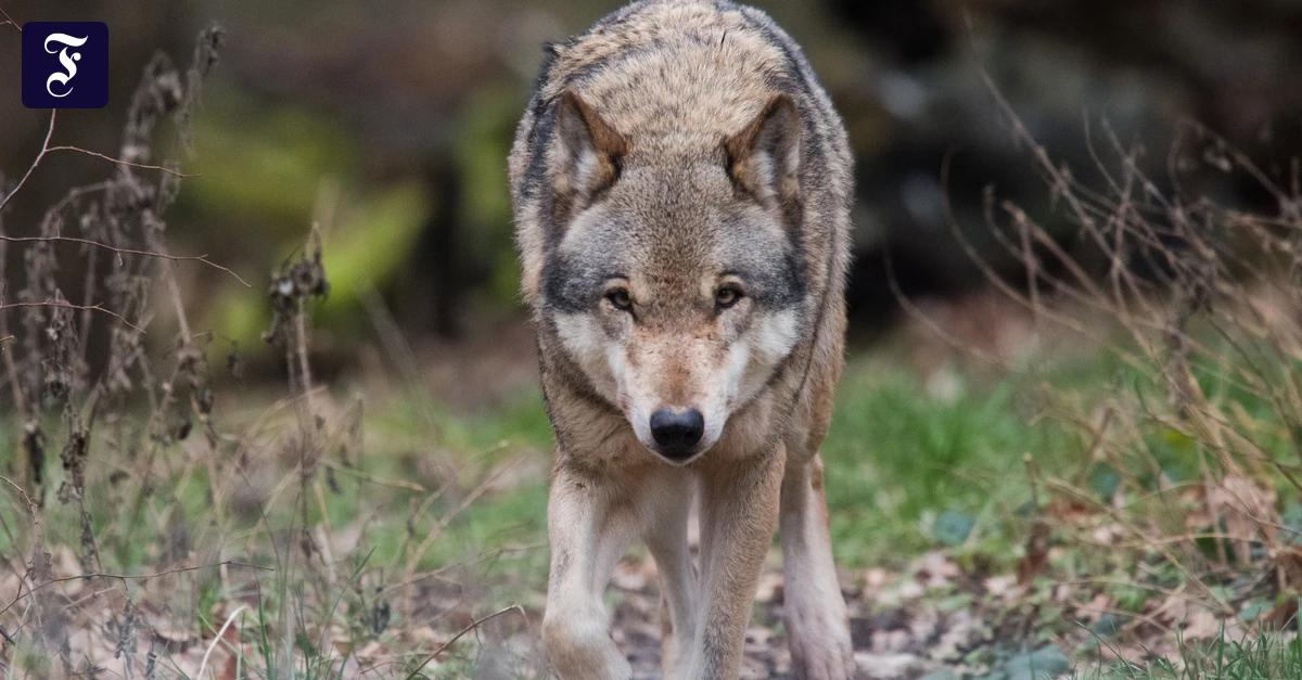 Wildtier und Mensch: Der Wolf im Paragraphenwald