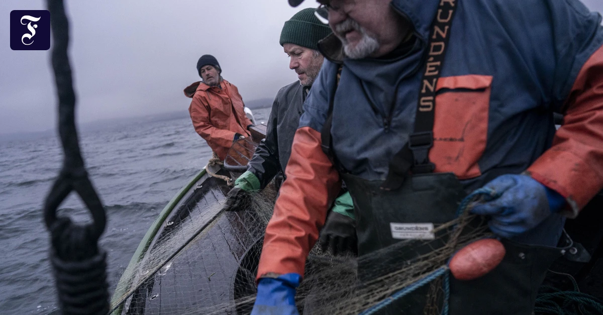 Fischsterben-in-der-Ostsee-Die-Freiheit-der-Fischer