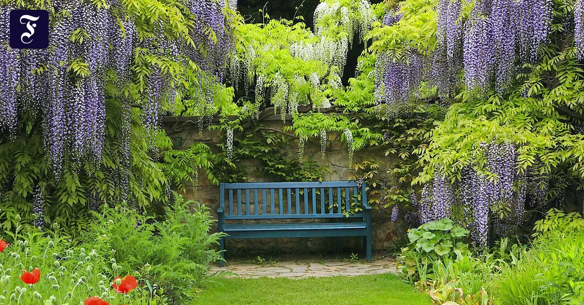 bonsai jacaranda tree Bonsai Blue Jacaranda main image 0