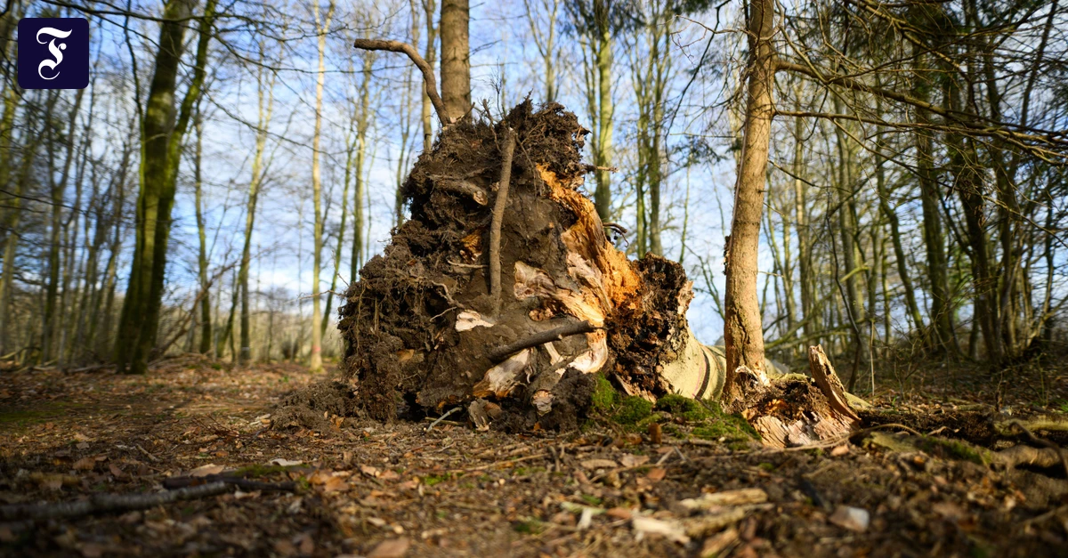 Unglück mit drei Toten: „Auch gesunde Bäume können bei starken Windverhältnissen umfallen“