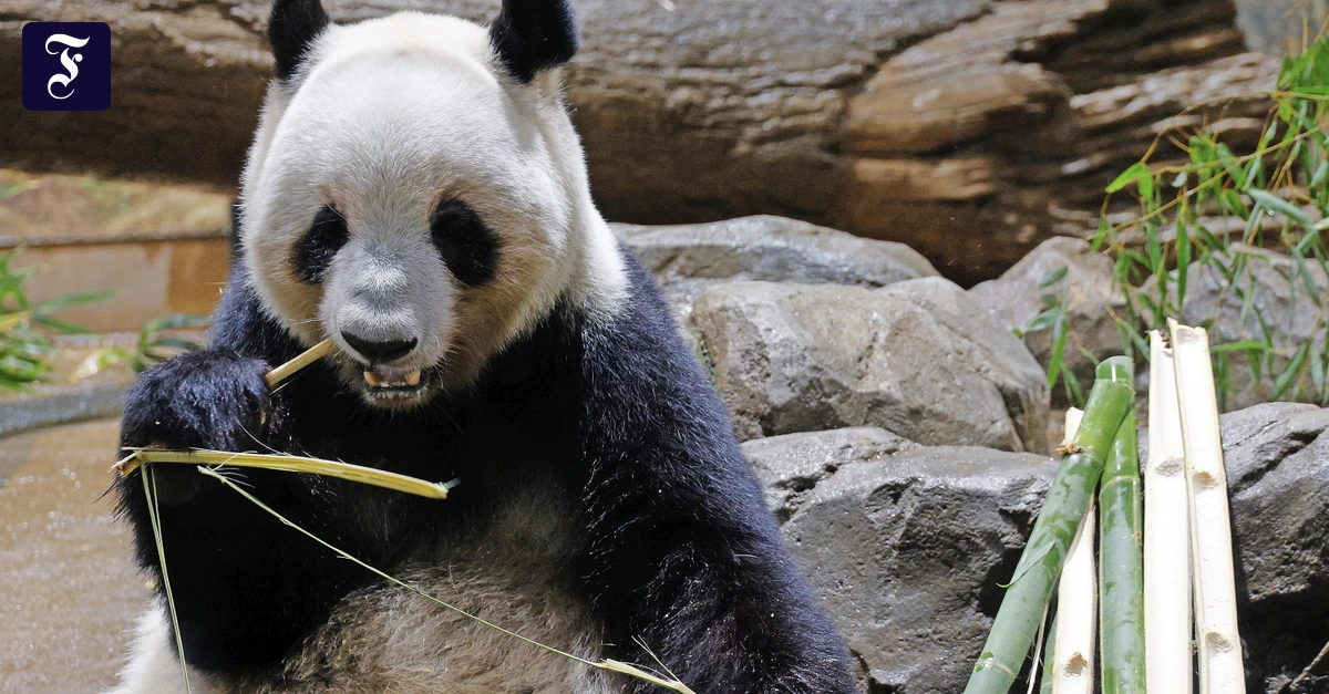 Ende-der-Panda-Diplomatie-Xiao-Xiao-und-Lei-Lei-m-ssen-Japan-verlassen-weil-China-es-so-will