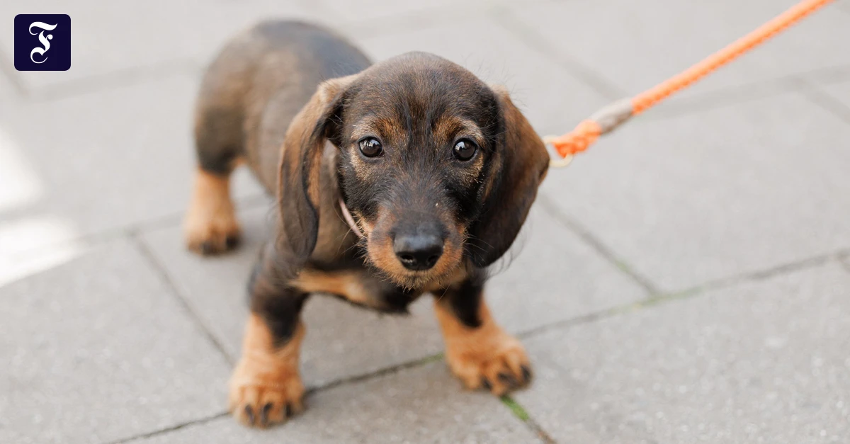 Soziologie-der-Haustierhaltung-Im-Dialog-mit-dem-Dackel